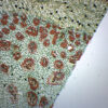 Dracaena Stem - Cross Section - Prepared Microscope Slide - 75x25mm