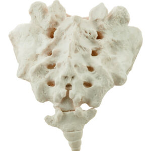 Sacrum Bone with Coccyx Model Human - Life Size 3D Rendering