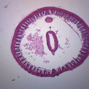 Earthworm Composite - Cross Section - Prepared Microscope Slide - 75x25mm