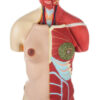 Half Muscle Torso with Dual Sex Organs and Open Back - 30 Parts