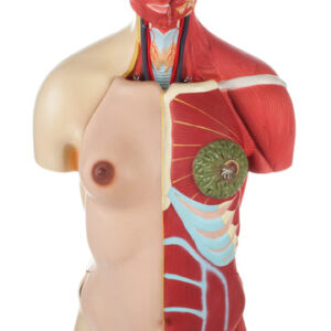 Half Muscle Torso with Dual Sex Organs and Open Back - 30 Parts