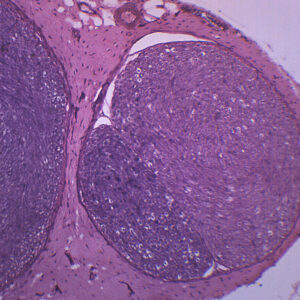 Peripheral Nerve Mammal - Prepared Microscope Slide - 75x25mm