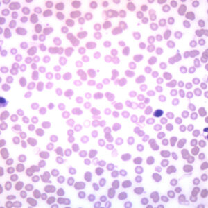 Human Blood Smear WR Stain - Prepared Microscope Slide - 75x25mm