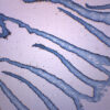 Coprinus Fungi Mushroom - Prepared Microscope Slide - 75x25mm
