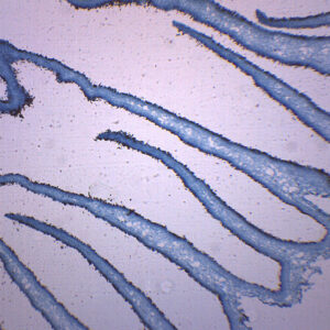 Coprinus Fungi Mushroom - Prepared Microscope Slide - 75x25mm
