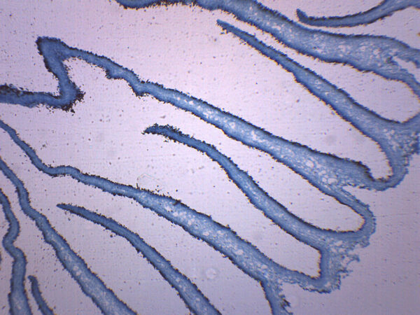 Coprinus Fungi Mushroom - Prepared Microscope Slide - 75x25mm