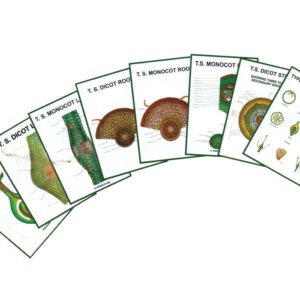 CHART - GENERAL BOTANY MODELS-III
