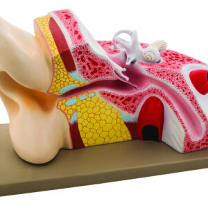 Eisco 5x Life-Size Human Ear Model 3 Parts
