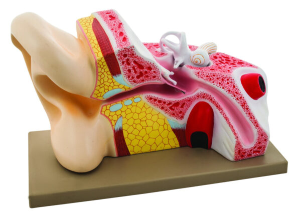 Eisco 5x Life-Size Human Ear Model 3 Parts