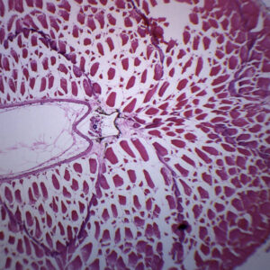 Tadpole Abdomen - Cross Section - Prepared Microscope Slide - 75x25mm