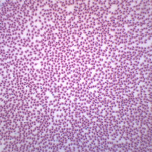 Amphiuma Blood Smear - Wholemount - Prepared Microscope Slide - 75x25mm