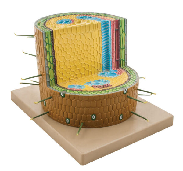 Model Dicotyledon Plant Stem Cross Section 200 times full size
