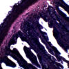 Frog Rectum - Cross Section - Prepared Microscope Slide - 75x25mm
