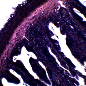 Frog Rectum - Cross Section - Prepared Microscope Slide - 75x25mm