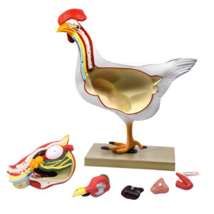 Chicken Anatomy Model, 6 Parts - Life Size