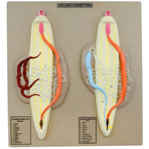 Ascaris Model, Male & Female - Enlarged, Dissection with Hand Painted Details - Mounted on Base, 14" x 13" - Eisco Labs