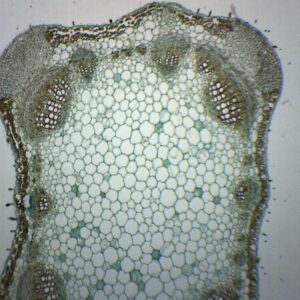 Lavender Stem - Prepared Microscope Slide - 75x25mm