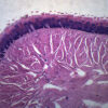Human Tongue - Prepared Microscope Slide - 75x25mm