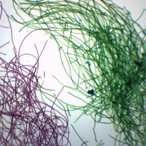 Silk Textile Fibers - Wholemount - Prepared Microscope Slide - 75x25mm