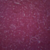 Kidney Of Cat - Prepared Microscope Slide - 75x25mm