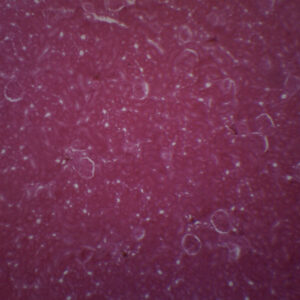 Kidney Of Cat - Prepared Microscope Slide - 75x25mm
