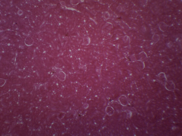 Kidney Of Cat - Prepared Microscope Slide - 75x25mm