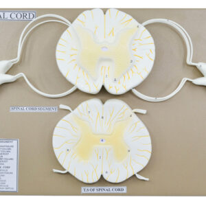 Spinal Cord Model, 17 Inch - Mounted - 10x Enlarged - Includes Nerve Branches - With English Key Card - Eisco Labs