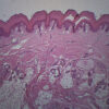 Human Skin - Prepared Microscope Slide - 75x25mm