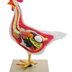 Model Hen - 3 Parts (Discontinued)