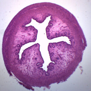 Uterus Section Animal - Prepared Microscope Slide - 75x25mm