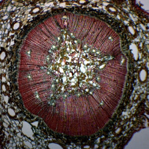 Pine, Young Stem - Cross Section - Prepared Microscope Slide - 75x25mm