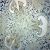 Lilium Ovary - Cross Section - Prepared Microscope Slide - 75x25mm