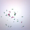 Paramecium Whole Mount - Prepared Microscope Slide - 75x25mm