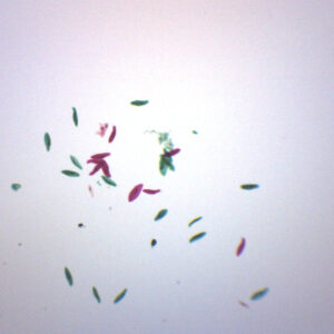 Paramecium Whole Mount - Prepared Microscope Slide - 75x25mm