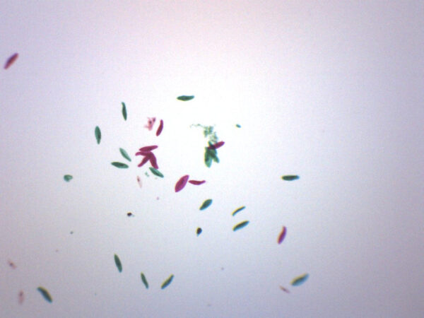 Paramecium Whole Mount - Prepared Microscope Slide - 75x25mm