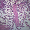 Human Placenta Section - Prepared Microscope Slide - 75x25mm