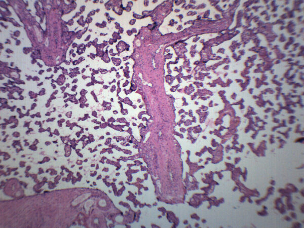 Human Placenta Section - Prepared Microscope Slide - 75x25mm