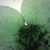 Fern Life Cycle Composite - Prepared Microscope Slide - 75x25mm
