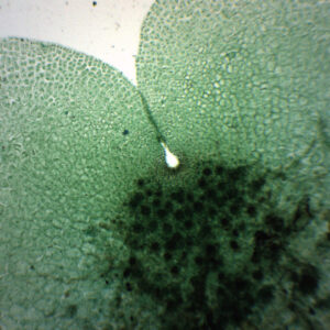 Fern Life Cycle Composite - Prepared Microscope Slide - 75x25mm