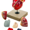 Eisco Life-Size Human Heart Model 7 Parts