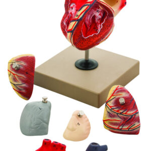 Eisco Life-Size Human Heart Model 7 Parts