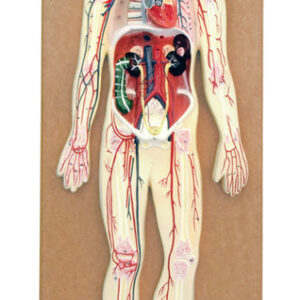 Human Circulatory System Model - Hand Painted, Numbered Details with Key Card