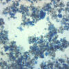 Saccharomyces Cerevisiae - Prepared Microscope Slide - 75x25mm
