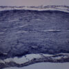 Frog Striated Skeletal Muscle - Prepared Microscope Slide - 75x25mm