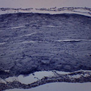 Frog Striated Skeletal Muscle - Prepared Microscope Slide - 75x25mm