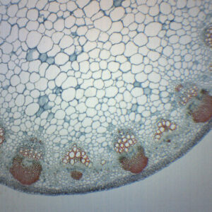 Sunflower Stem - Prepared Microscope Slide - 75x25mm