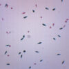Euglena Virdis - Prepared Microscope Slide - 75x25mm
