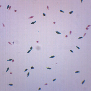 Euglena Virdis - Prepared Microscope Slide - 75x25mm