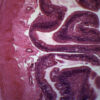 Frog Intestine - Cross Section - Prepared Microscope Slide - 75x25mm