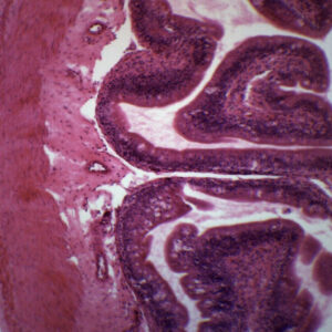 Frog Intestine - Cross Section - Prepared Microscope Slide - 75x25mm